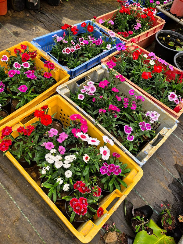 Dianthus 71_800x800.jpg