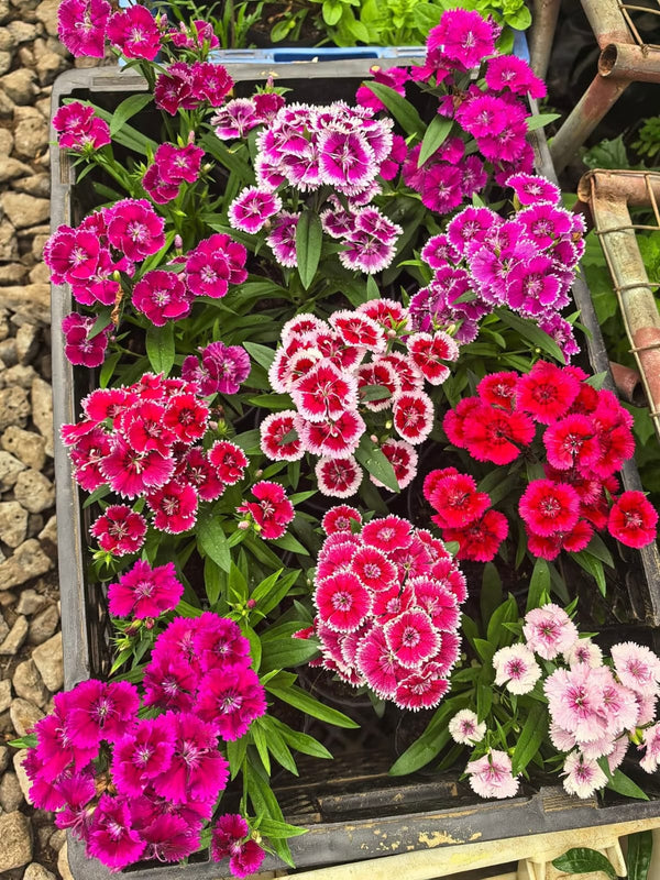 Dianthus 72_800x800.jpg