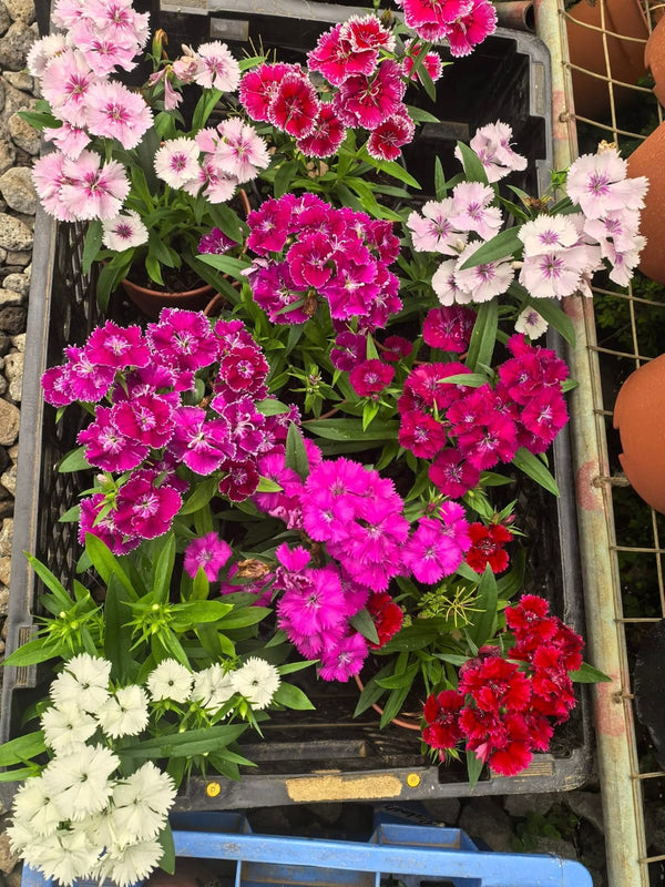 Dianthus 73_800x800.jpg