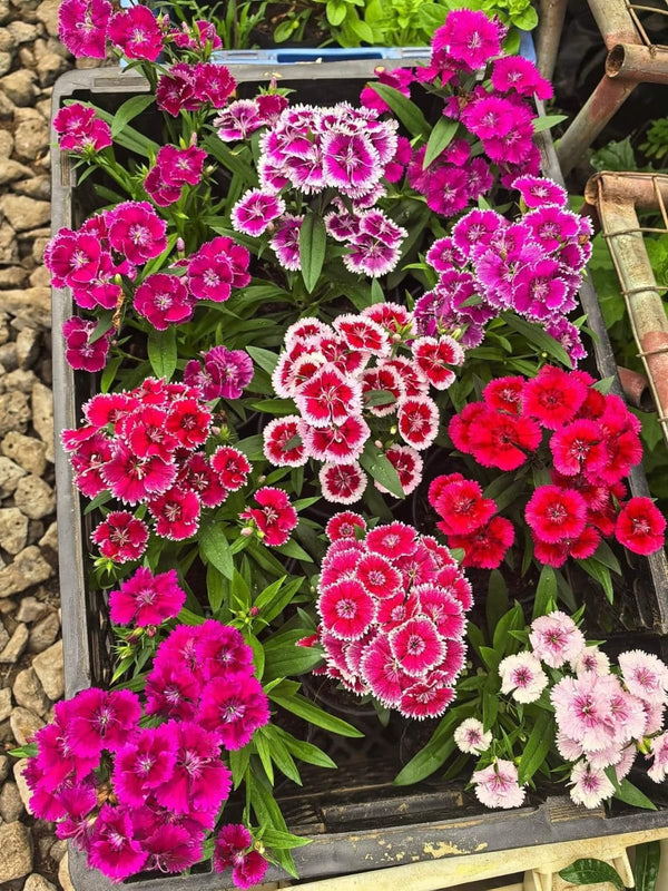 Dianthus 77_800x800.jpg