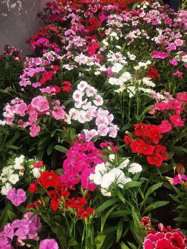 Dianthus 78_800x800.jpg