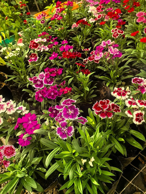 Dianthus 84_800x800.jpg
