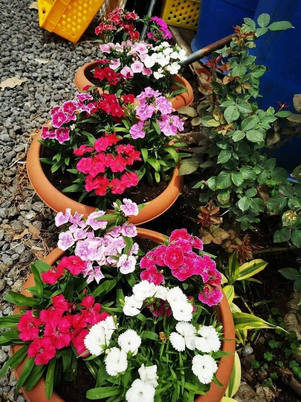 Dianthus 86_800x800.jpg