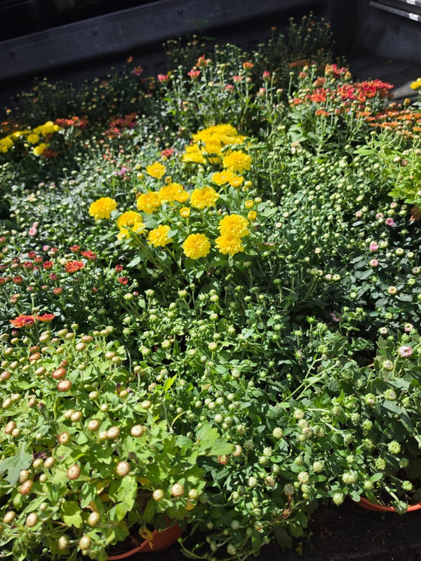 Dwarf Chrysanthemum Yellow