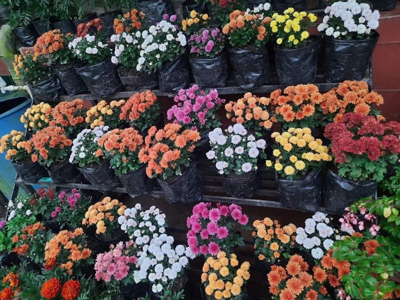 Dwarf Chrysanthemum All Colours