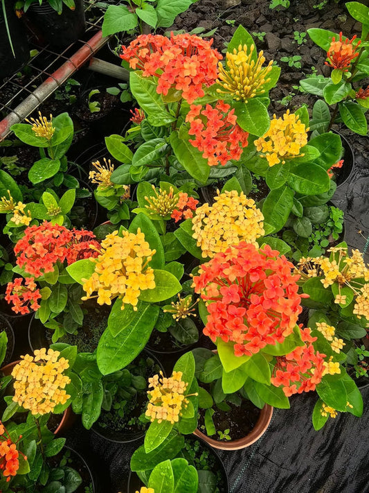 Dwarf Ixora Mix Yellow Orange
