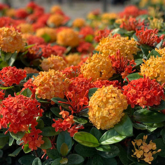 Dwarf Ixora Orange