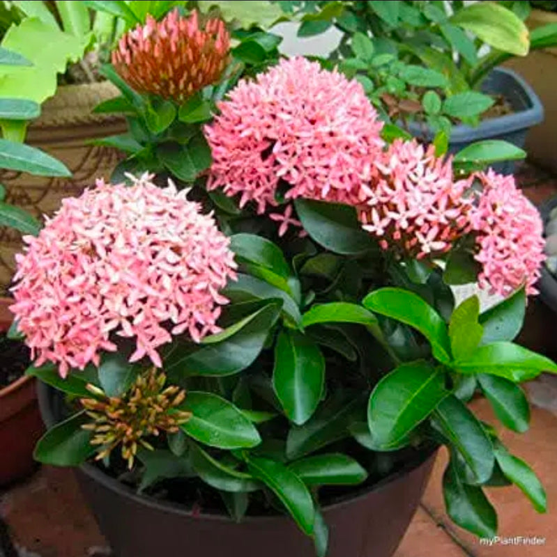 Dwarf Ixora Pink