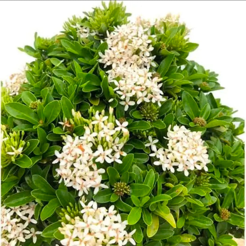 Dwarf Ixora White