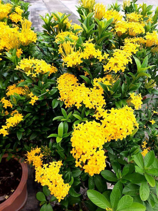 Dwarf Ixora Yellowish