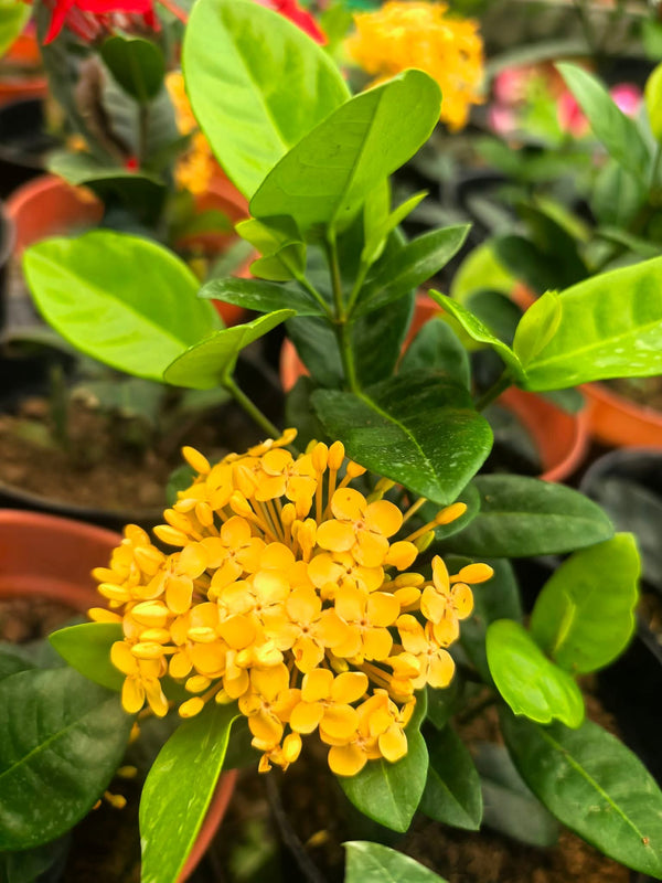 Dwarf Ixora Small Yellow Potted