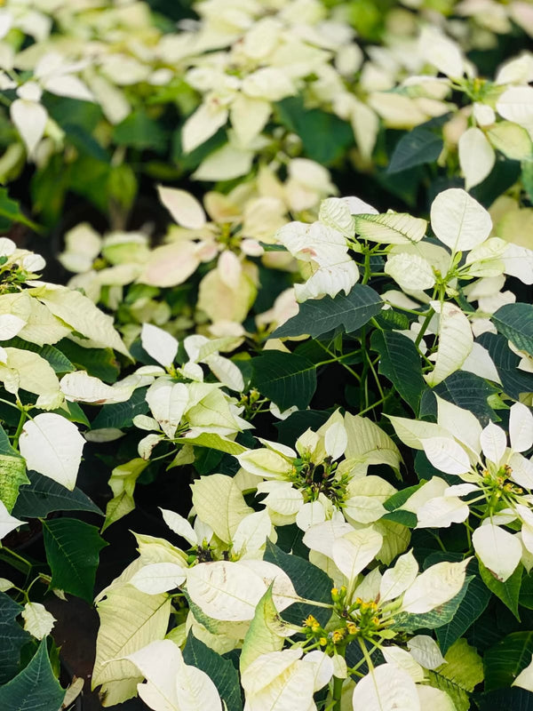 Dwarf Poinsettia Light White
