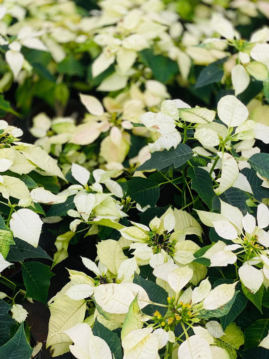 Dwarf Poinsettia Light White