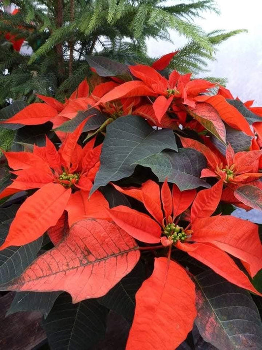 Dwarf Poinsettia Orange