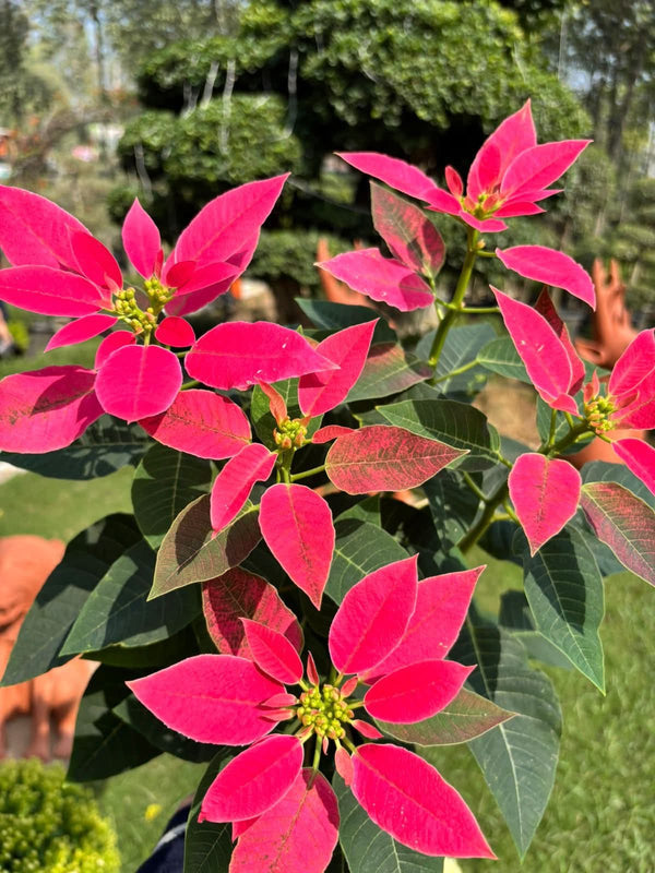 Dwarf Poinsettia Pink