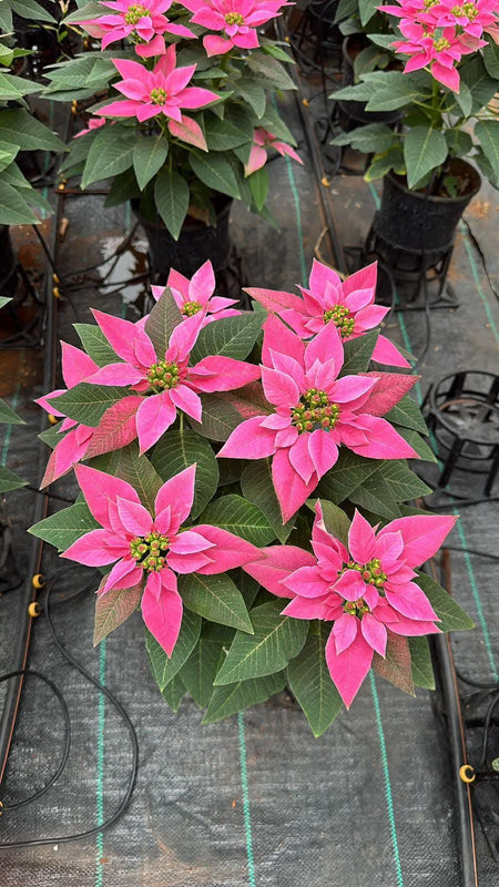 Dwarf Poinsettia Bright Pink
