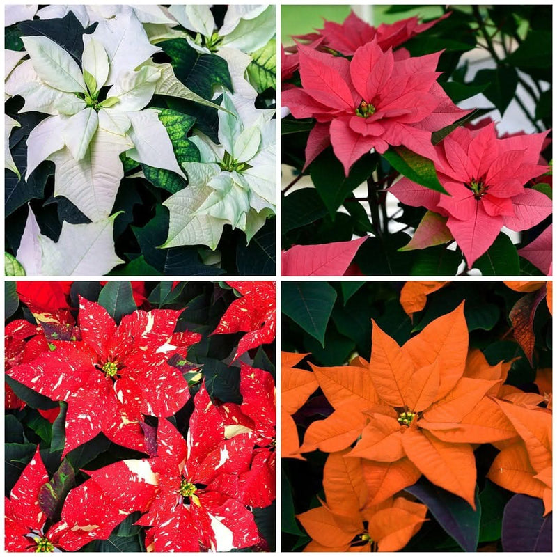 Dwarf Poinsettia Mix of Colours