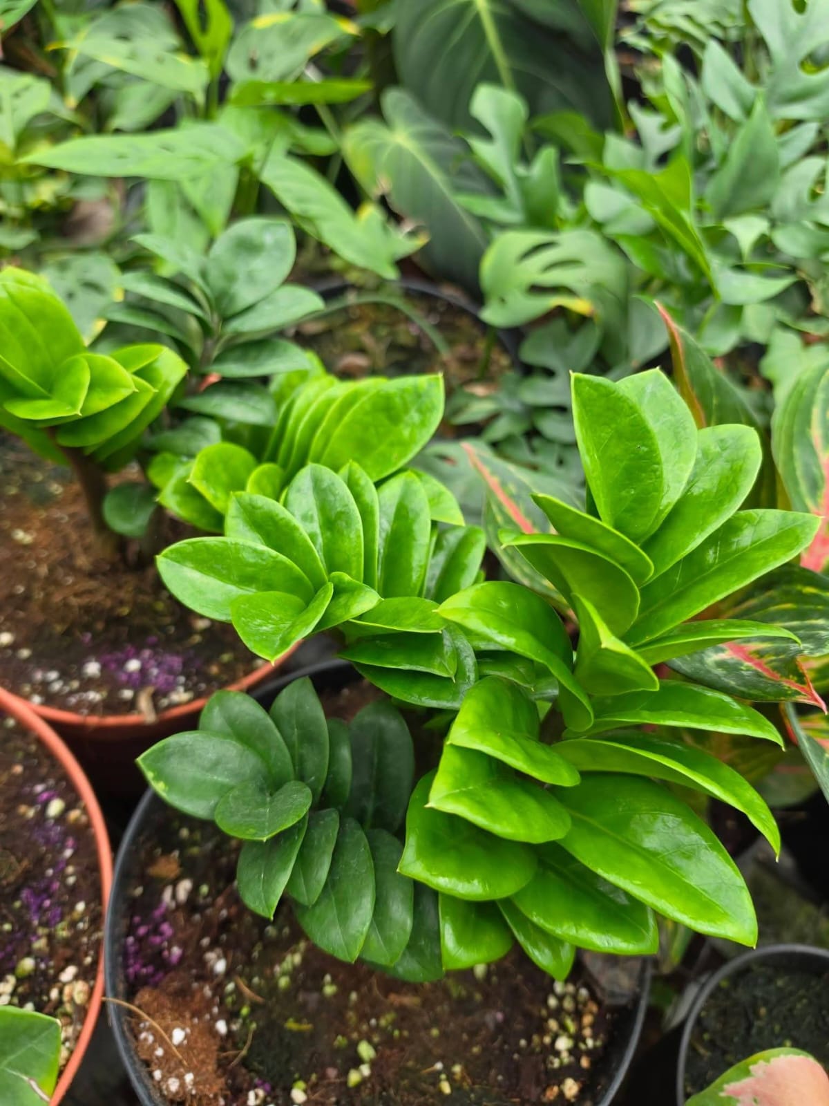 Dwarf Zamia