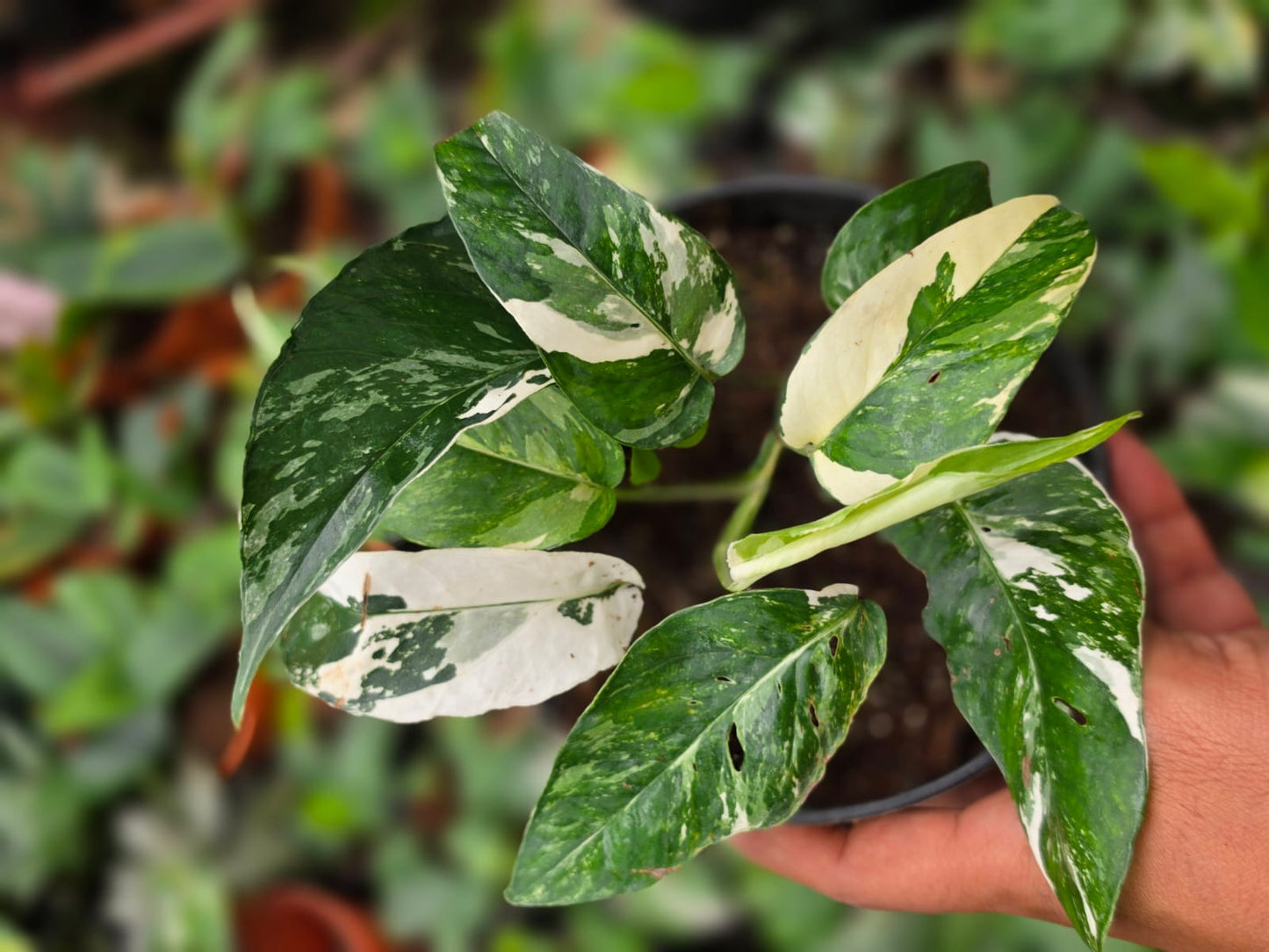 Epipremnum Pinnatum Albo