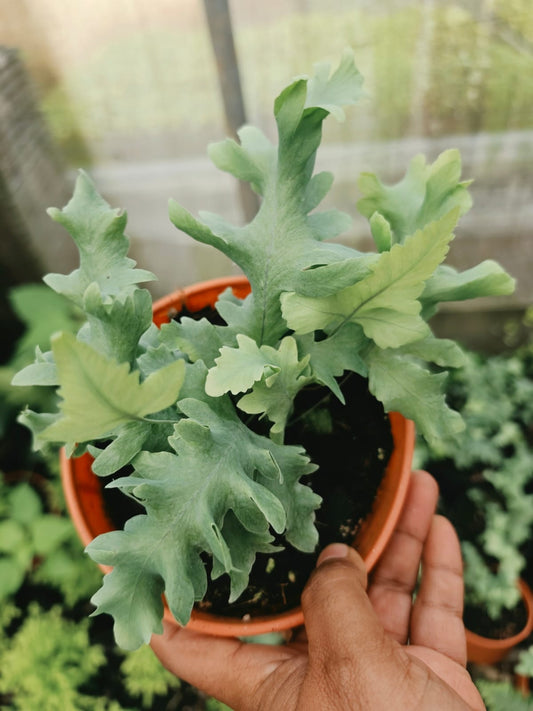 Blue Star Davana Fern