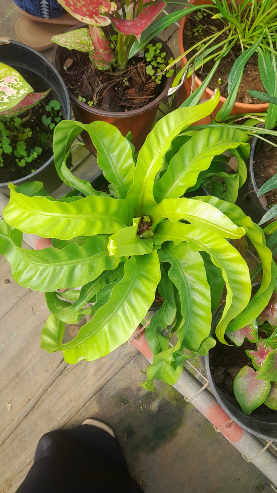 Bird Nest Fern Hurricane