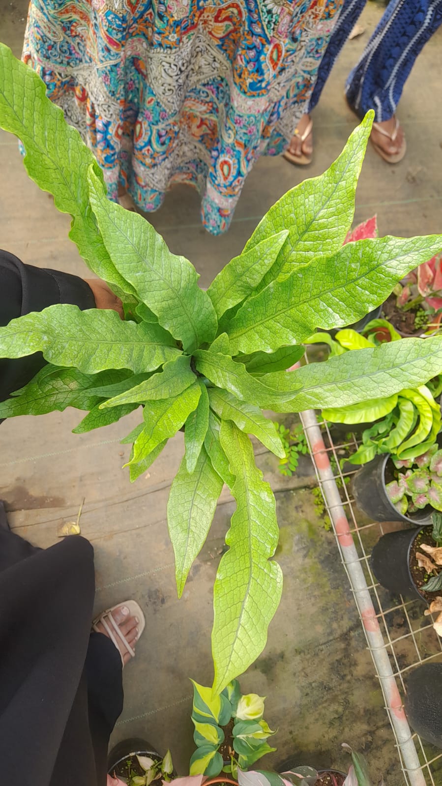Bird Nest Fern Crocodyllus