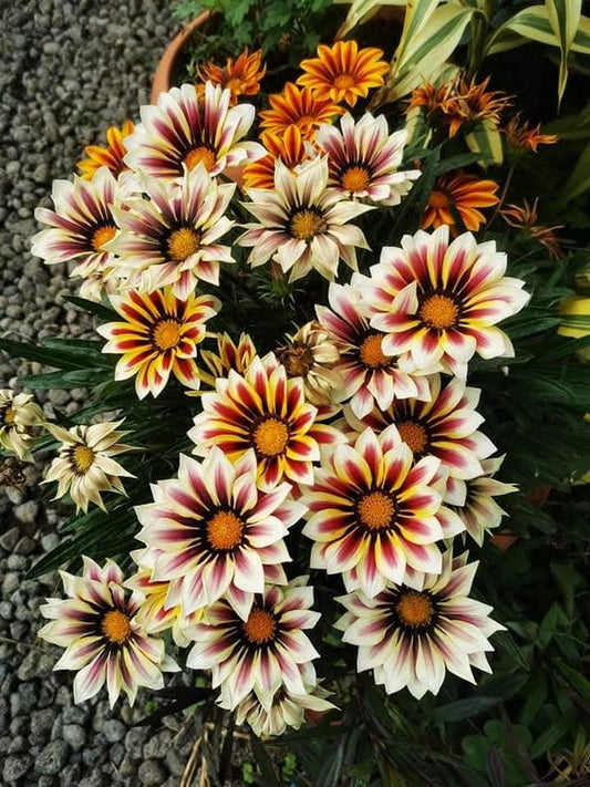 Gazania White Pink