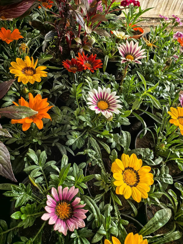 Gazania 37