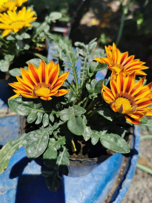 Gazania Yellow Brown 2