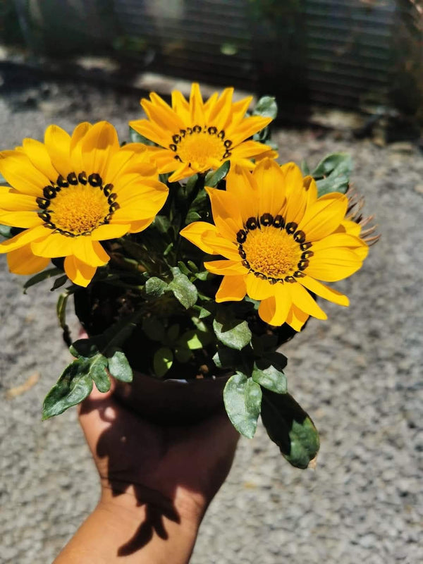 Gazania Yellow