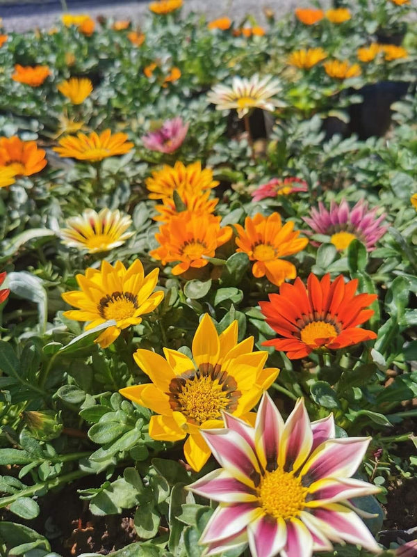 Gazania 44
