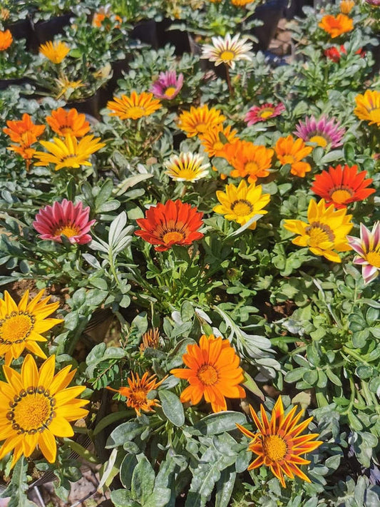 Gazania 46