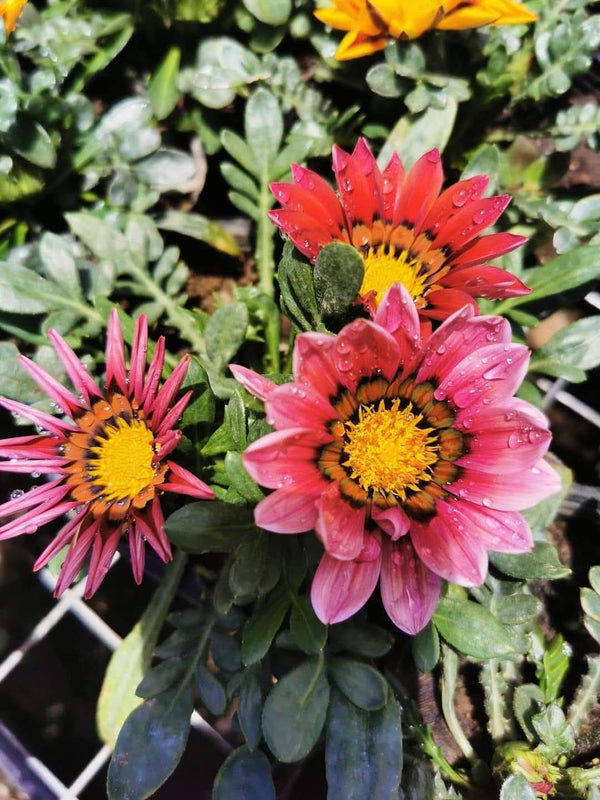Gazania Pink