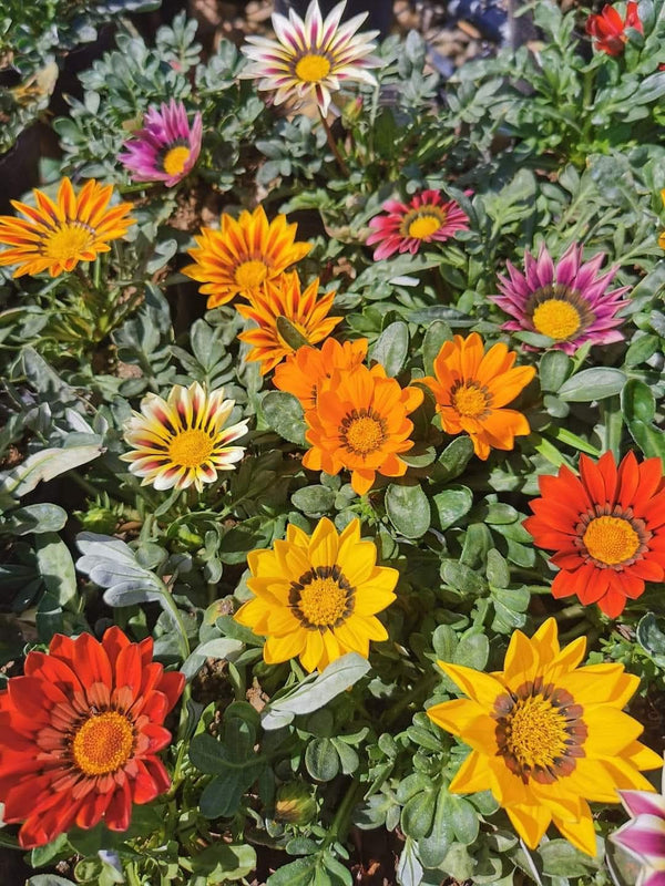 Gazania 48