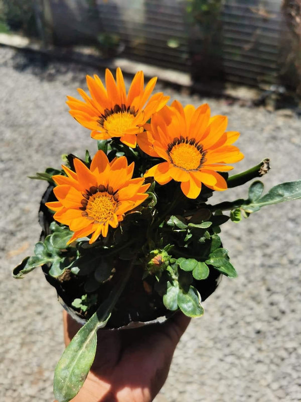 Gazania Orange 2