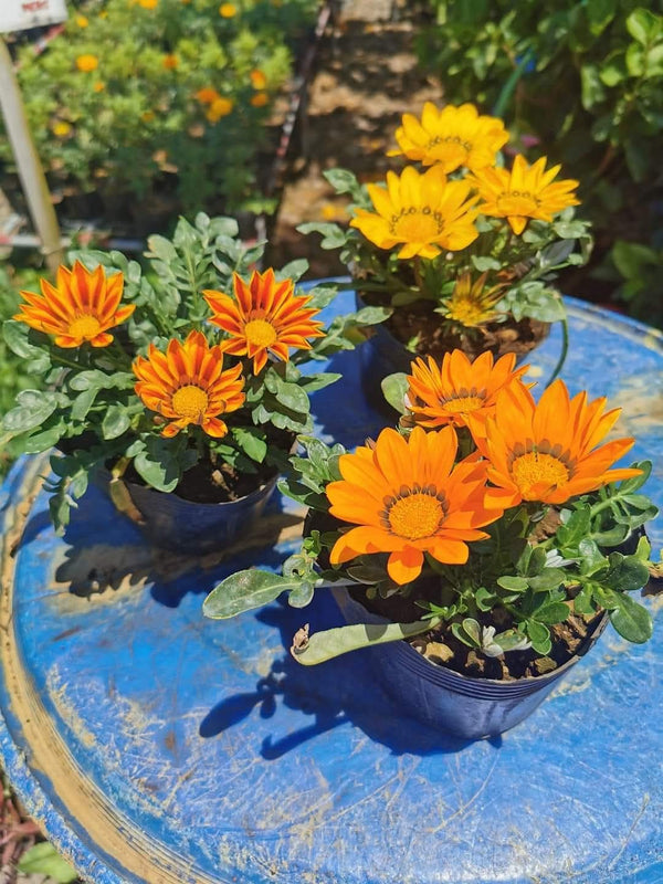 Gazania 51