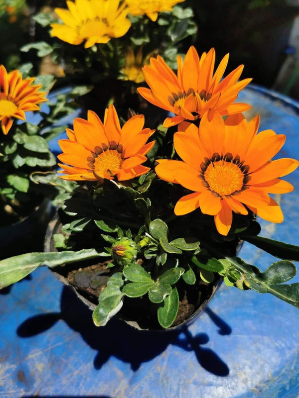 Gazania Orange
