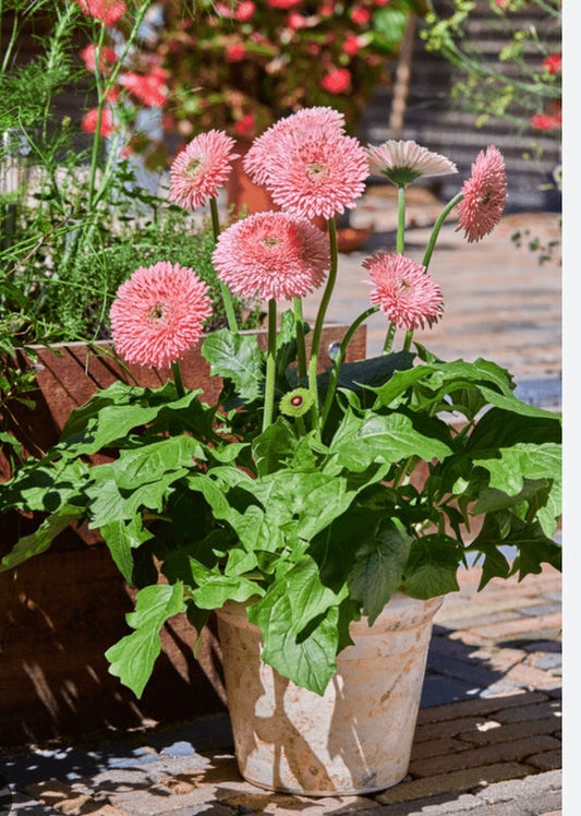 Gerbera Glorious Pink