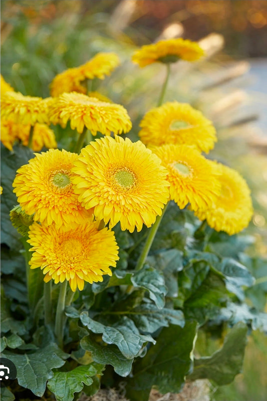 Gerbera Glorious Yellow