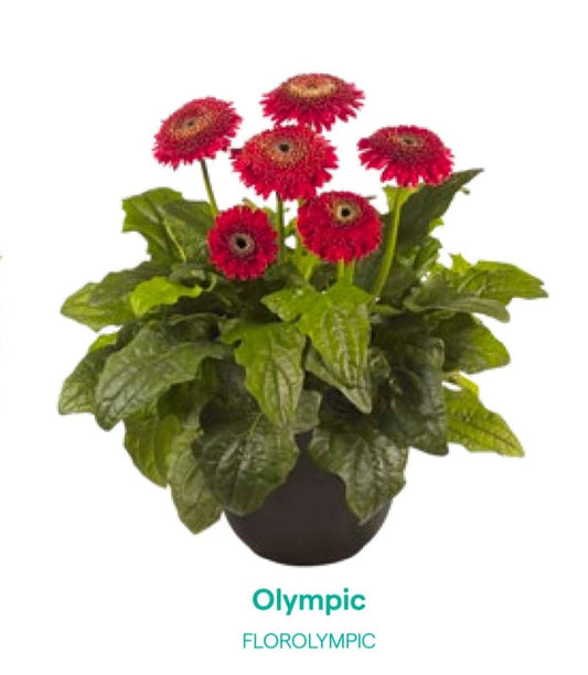 Gerbera Olympic