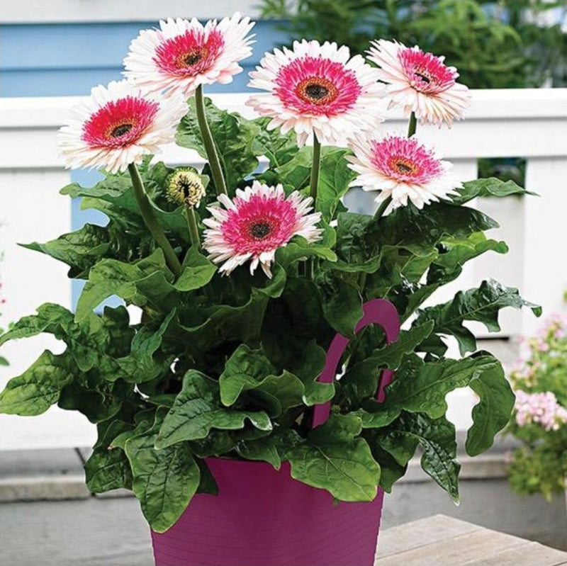 Gerbera Everglades