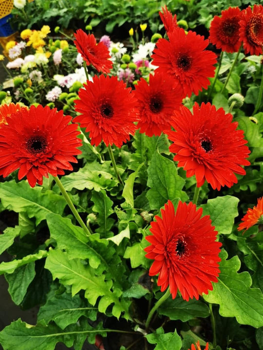 Gerbera Pinnacle