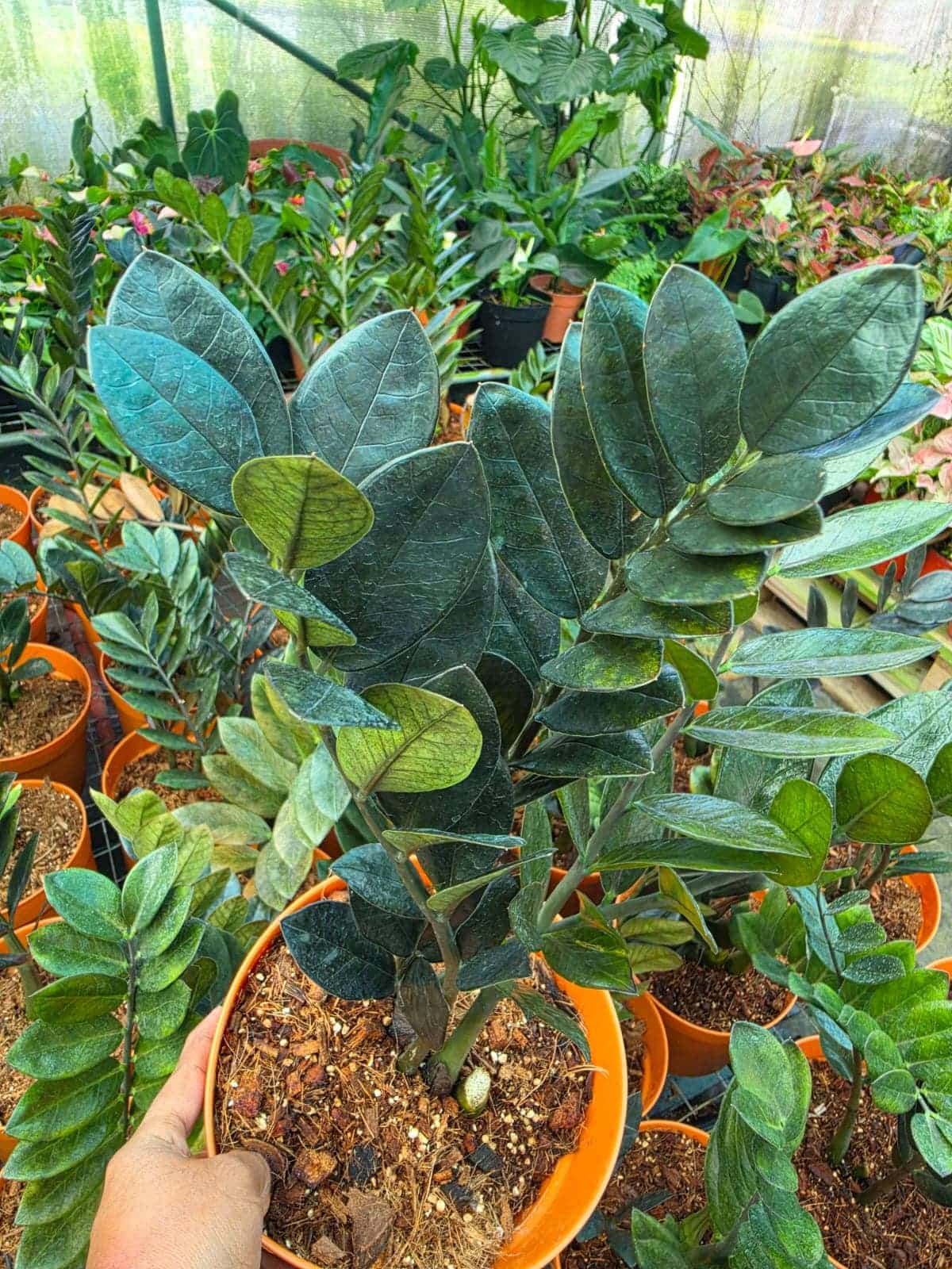 Giant Black Zamia