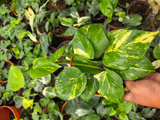 Golden Pothos Money Plant