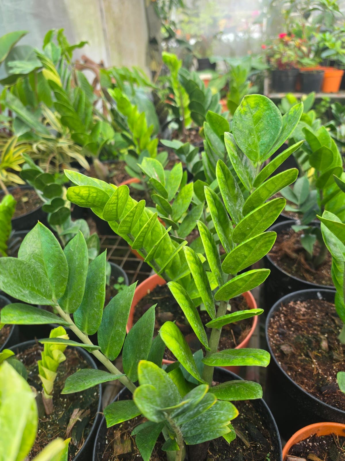Green Zamia