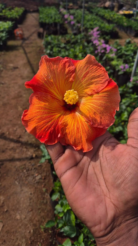 Hibiscus Hawaiian Imported B4
