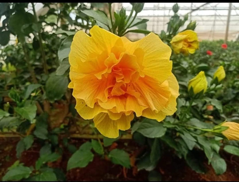 Hibiscus Hawaiian Imported Double Petals 1