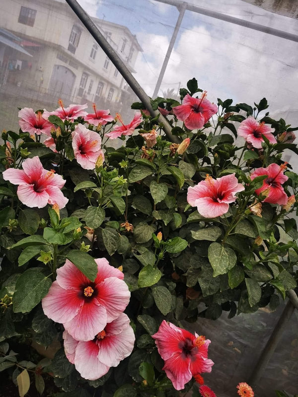 Hibiscus Hawaiian Local 14