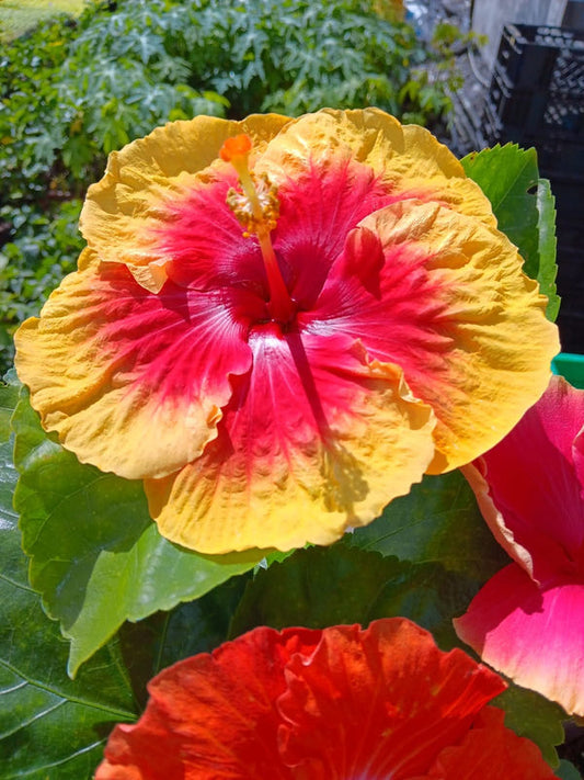 Hibiscus Hawaiian Local 1