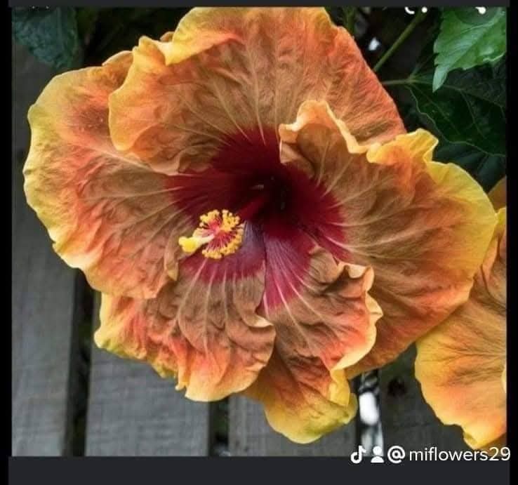 Hibiscus Hawaiian Local 20